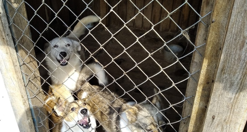 Агрессивная стая диких собак держит в страхе весь Солигалич