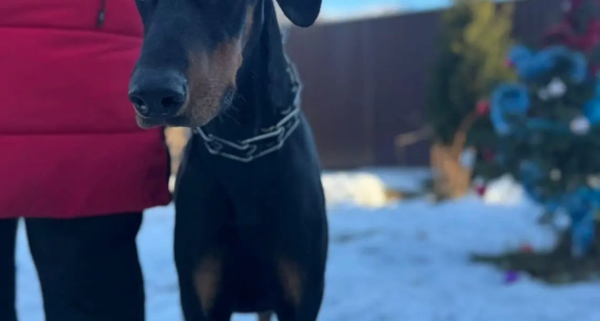 В Галиче семья морит голодом своего питомца