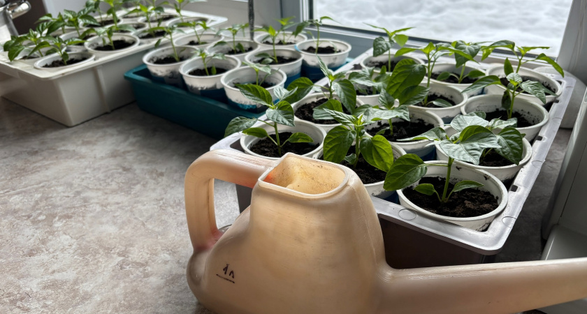 Всего 1 ложка на литр — и рассада перцев будет крепкой, как молодые дубки: подкормка на вес золота