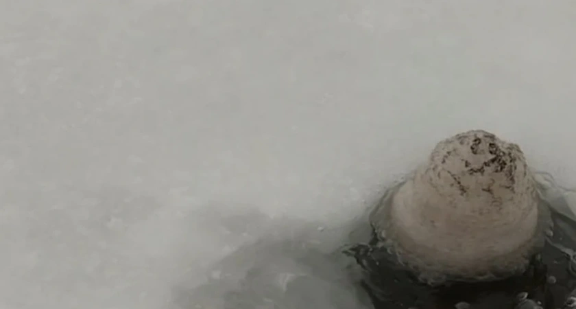 В Костроме танцующие грибы вспарывают лед на водоемах