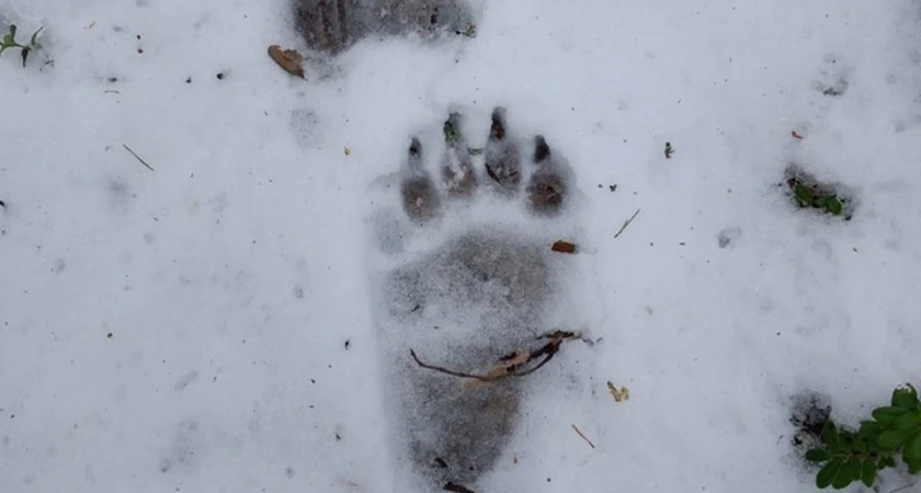 В Костромской области из-за аномально теплой зимы в лесах проснулись медведи