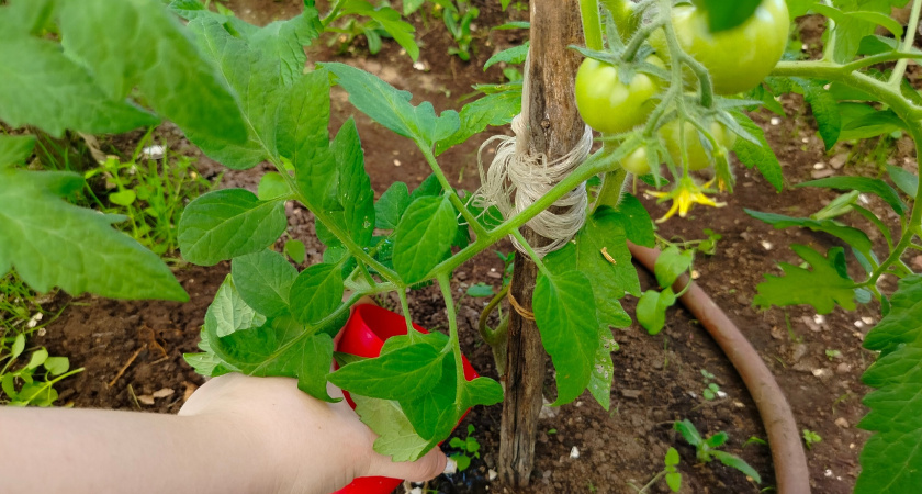 Будет не грядка, а стена из сочных помидоров: низкорослый томат ломится от мясистых и плодов — урожай собирают тачками