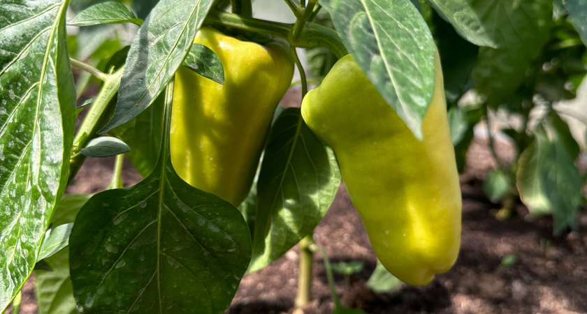 Не перцы, а настоящая мечта садовода: три сорта на 2025 год — вырастут сочными и яркими, до 15 штук на одном кусте