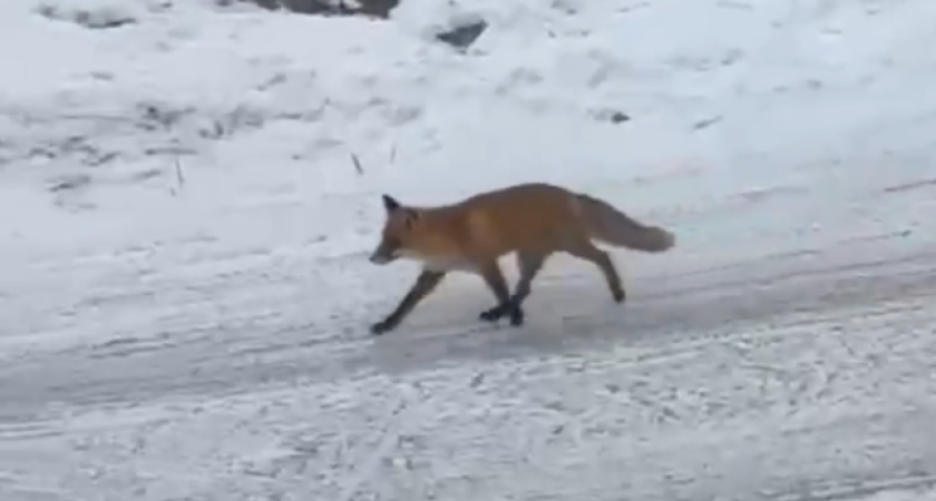 Прибегает как на работу: в поселок Костромской области повадилась лиса