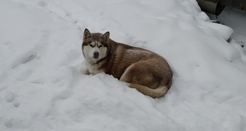 “Не можем пройти мимо чужой беды”: волонтеры рассказали о создании отряда по поиску домашних животных "ЭльзаAlert"