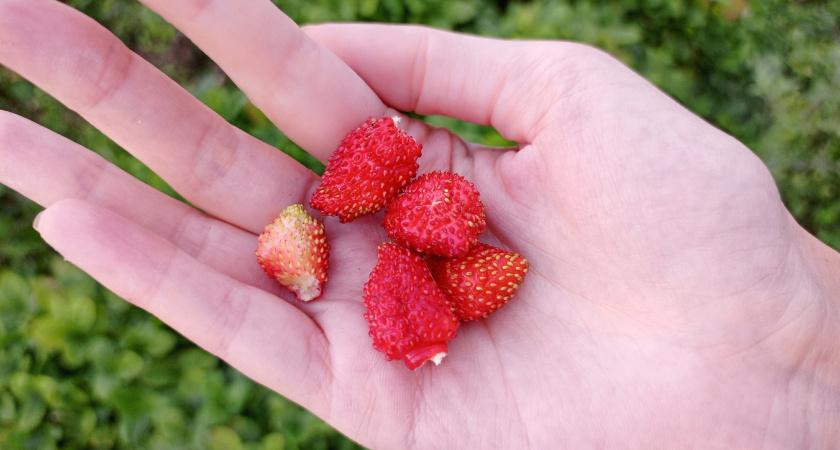 Эта ягода самая опасная: а мы покупаем ее как деликатес, да еще и кормим детей
