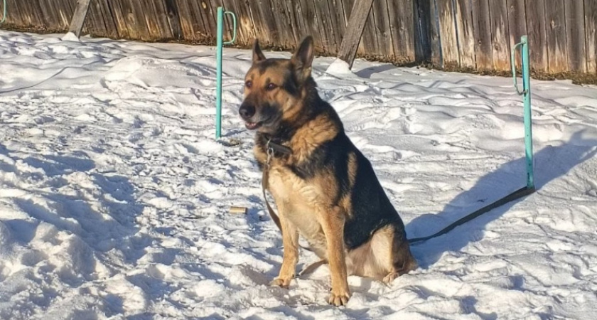 Костромской ФСИН ищет нового хозяина для служебного пса