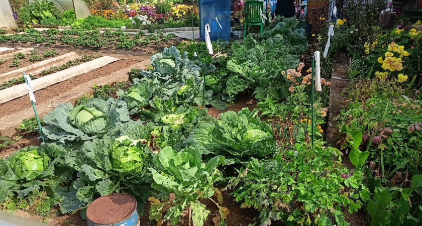 Миска крупы вместо 10 кг навоза: бросаем на выпавший снег: весной земля нежнее шелка