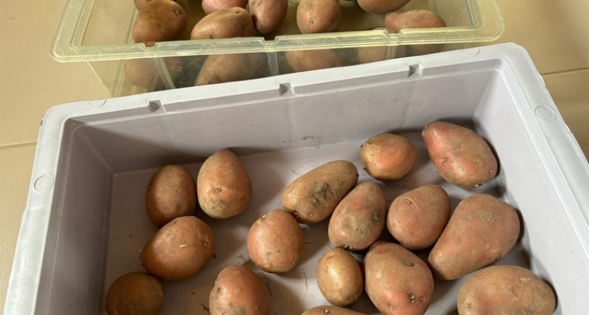 “В шоке от роста цен”: костромичи пожаловались на дорогой картофель