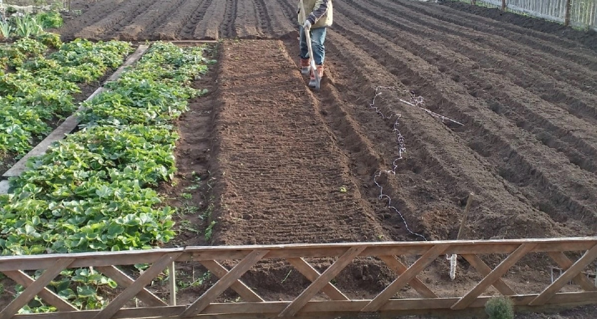 Пару капель — словно 1 стакан навоза: рецепт натурального стимулятора для рассады из «дедушкиной» тетрадки