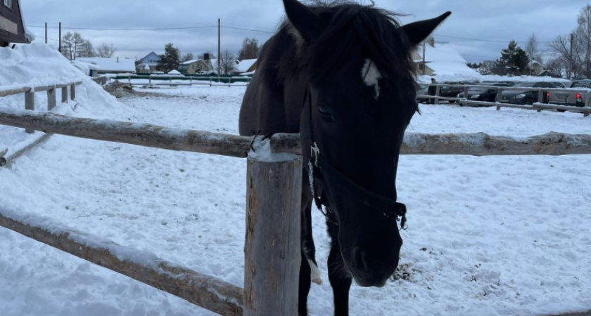 Девочка упала с лошади во время Масленицы в Костроме: появились подробности