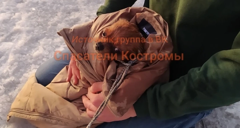 Костромские спасатели вытащили из ледяной ловушки пса