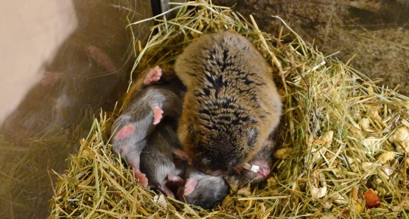 В костромском экзотариуме восточная слепушка стала многодетной мамой