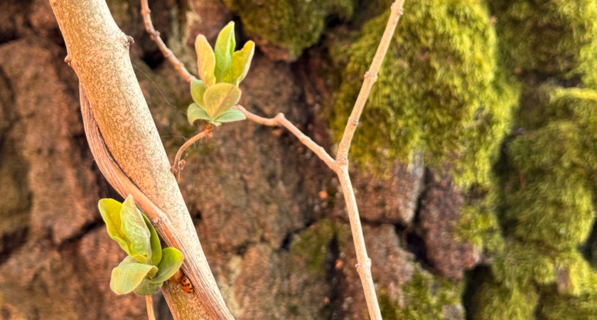 Аномальная жара до +25 в марте и ледяной май: синоптики дали обновленный прогноз на весну