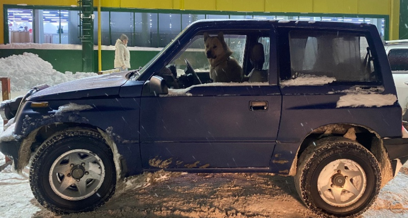 “Чаще нападают не бездомные, а хозяйские собаки”: за год в Костроме псы искусали более 1000 человек