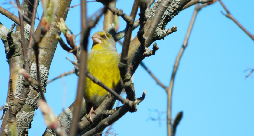 Такой аномальной весны на нашем веку еще не было: синоптики назвали даты прихода лютой жары в марте и апреле
