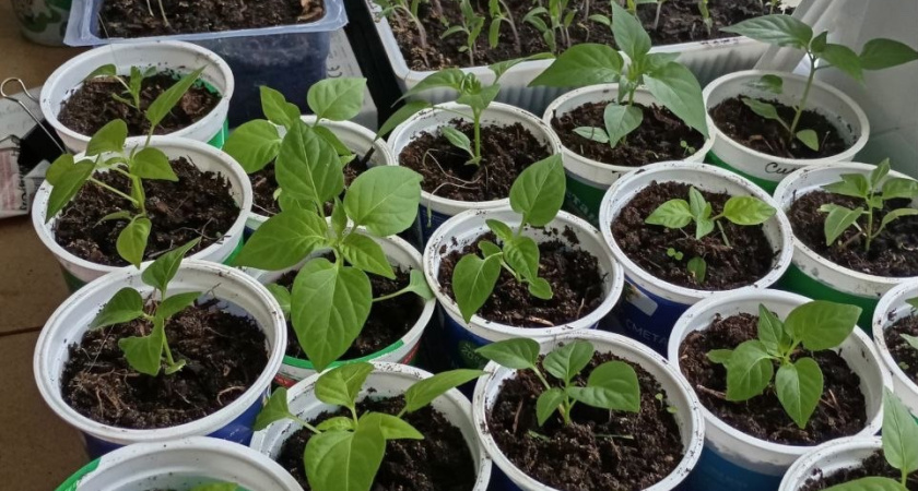 Льем под перцы и томаты каждые 2 дня: секрет от дачников-лентяев — на подоконнике будет не рассада, а толстые "дубки"