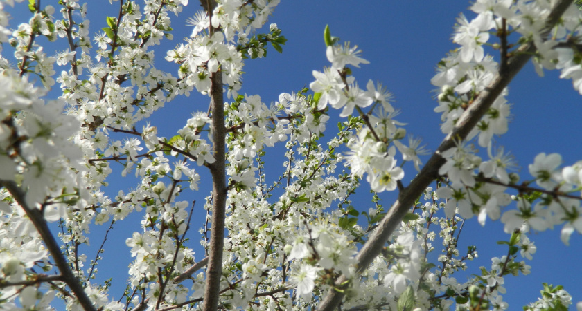 Аномальная жара в апреле и ледяной май: синоптики обновили прогноз на весну 2025 года