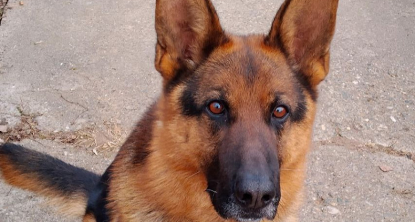 Служебная собака костромского УФСИН пристраивается в новую семью