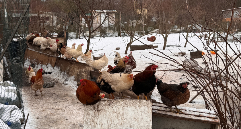 Теперь все курятники под запретом: принято новое решение для россиян, которые держат несушек