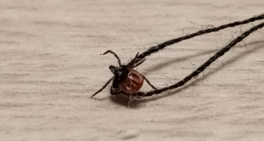 Клещи активизировались раньше срока: костромичам советуют быть осторожными