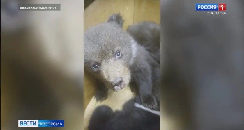 Костромские охотоведы спасли медвежат-сирот