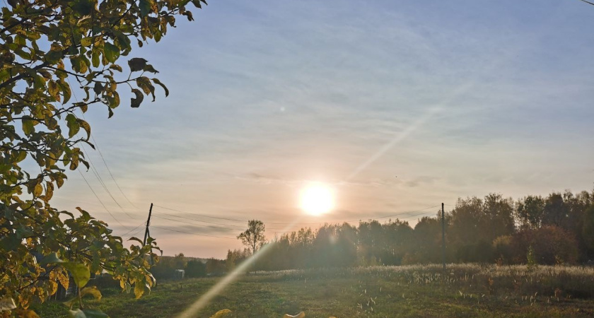 Сфотографируй дерево и получи приз: в Костроме стартует конкурс "Зеленый наряд Отчизны"