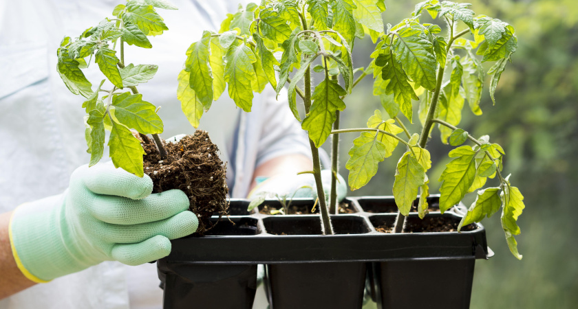 Кладу 1 ложку на 1 литр — и рассада крепче баобаба: сильная и коренастая - у соседей точно такой не получается