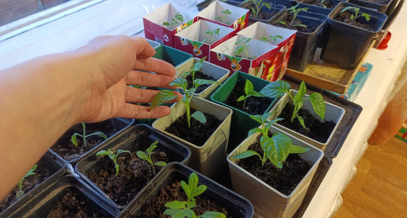 Рассада "жирная" и крепкая: всего 1 ложка под куст - и никакая подсветка не нужна - годный лайфхак