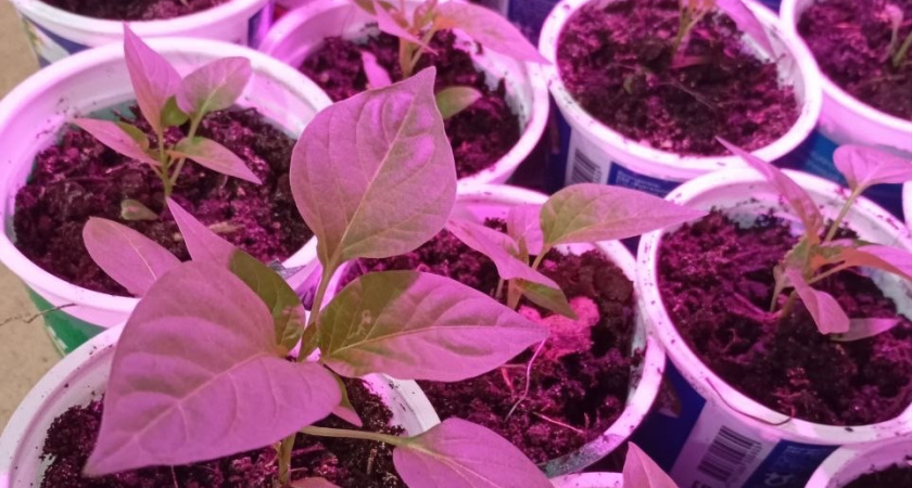 3 копеечных средства для подкормки: даже самая хилая и слабая рассада прёт щёткой - в теплицы понесете мощных крепышей, как мини-дубки