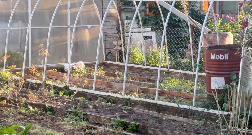 С 3 мая на теплицы вводится запрет: приняли решение для всех россиян, у кого есть дача или участок - новые штрафы