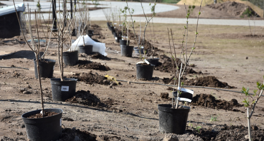 Костромской парк Победы пополнится молодыми соснами