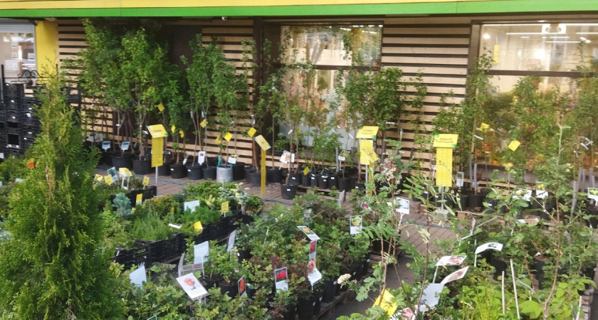 Костромичка отсудила у Центрального рынка 300 тысяч рублей за засохшие деревья