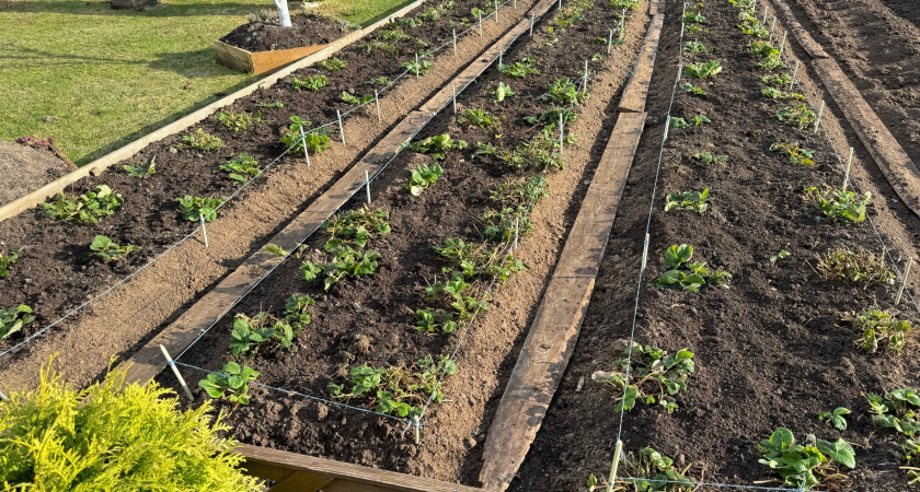 Сею морковь при помощи простецкой банки - и бед не знаю: старый дедовский способ
