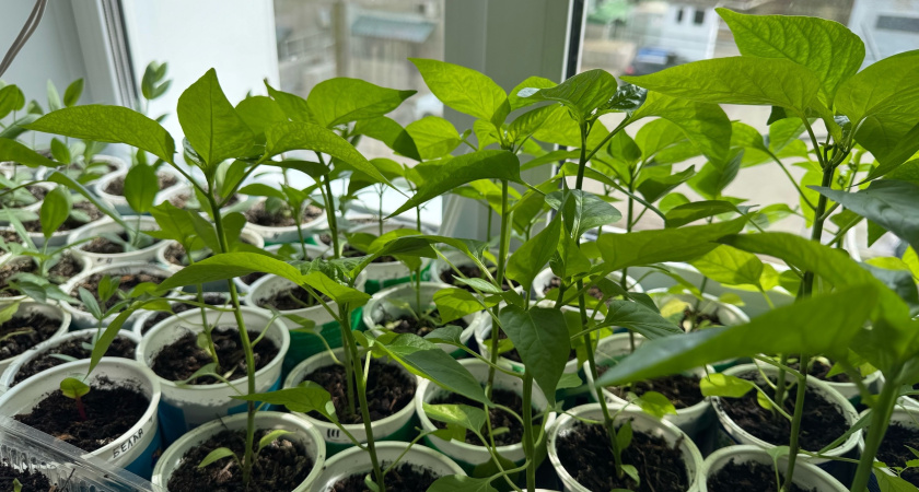 1 капля в воду — и рассада томатов толстеет на глазах, а корни — как у дуба: жидкий допинг за сущие копейки