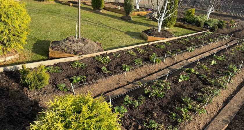 2 ложки на землю после 30 апреля - урожай рекордсмен, а почва нежная, как кожа младенца