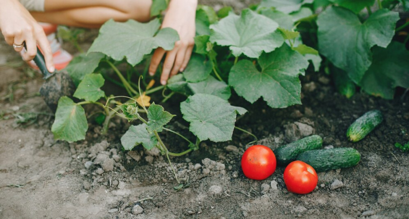 Огурцы плодоносят 24/7 до самых заморозков — все дело в 1 «кашице»: лью в лунку натуральную смесь — без трат на химию