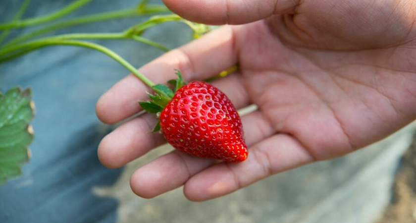 5 таблеток на 10 литров — и клубника размером с кулак: ягоды слаще меда и сахарной ваты — ни одной гнилушки