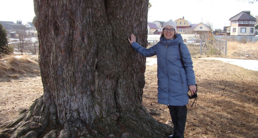 Костромской дуб борется за звание главного дерева России: как проголосовать