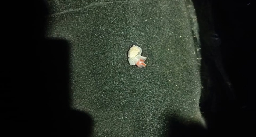 Полиция пресекла попытку получить наркопосылку в Костромской области