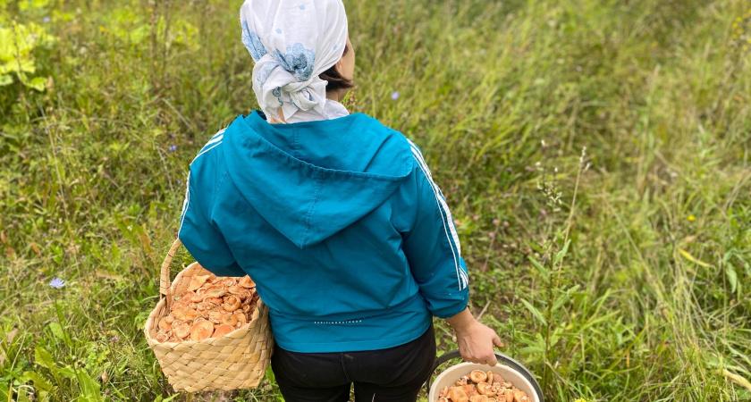 Ученые назвали самый полезный гриб: не шампиньоны, не вешенки и в два раза полезнее лисичек