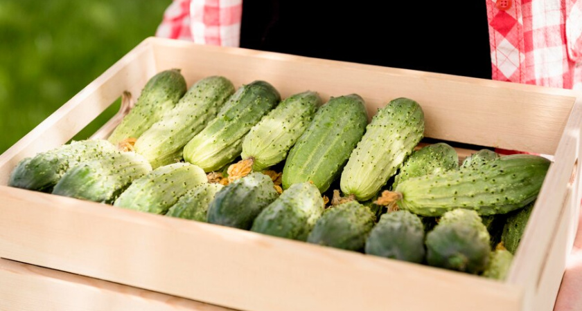 Выращиваю огурцы на крапивной подушке — с 6 корней урожай собираю тачками