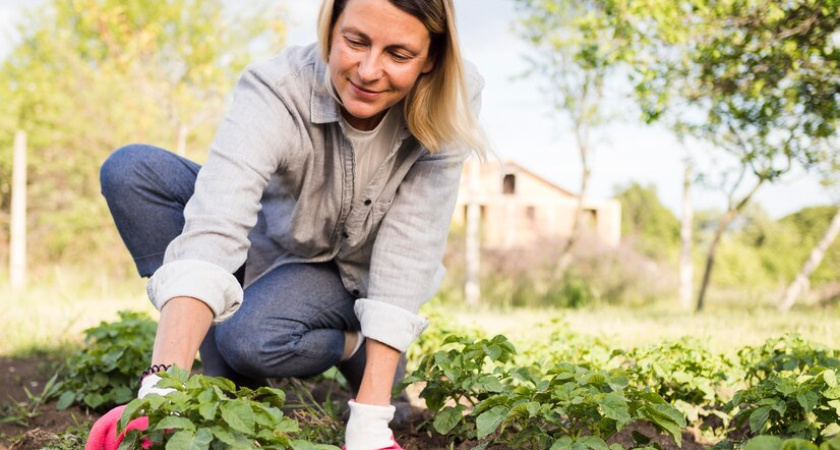 Бросьте в лунку 1 спичку — чеснок вырастет с кулак: никакой гнили и желтых листьев