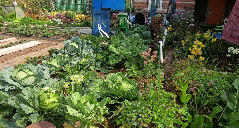 Раскидываю 1 пачку копеечной крупы по грядкам: земля как чернозем, а вредители бегут с участка