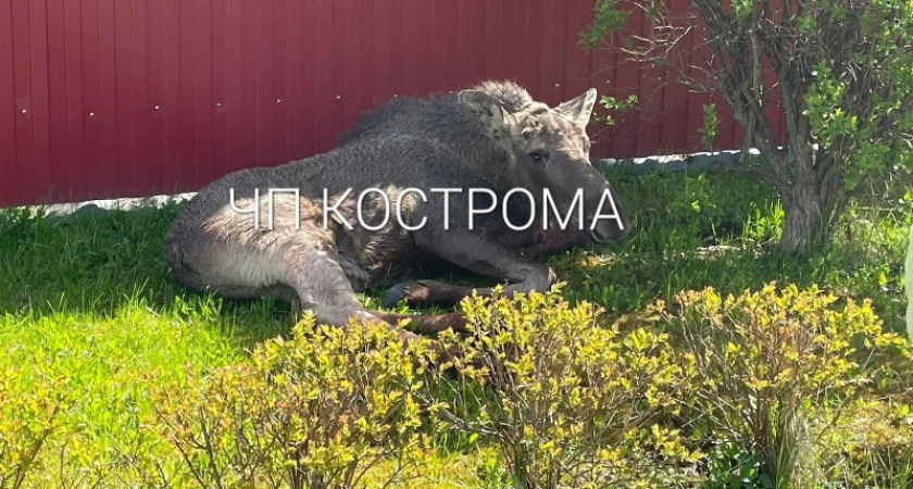 "Два часа вызывали службы": очевидцы о гибели раненого лосенка на улице в Костроме