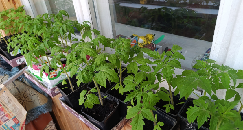 Стебли толстые без химозы и танцев с бубнами - подарили 3 совета, и рассаду не узнать: томатами и перцем можно залюбоваться