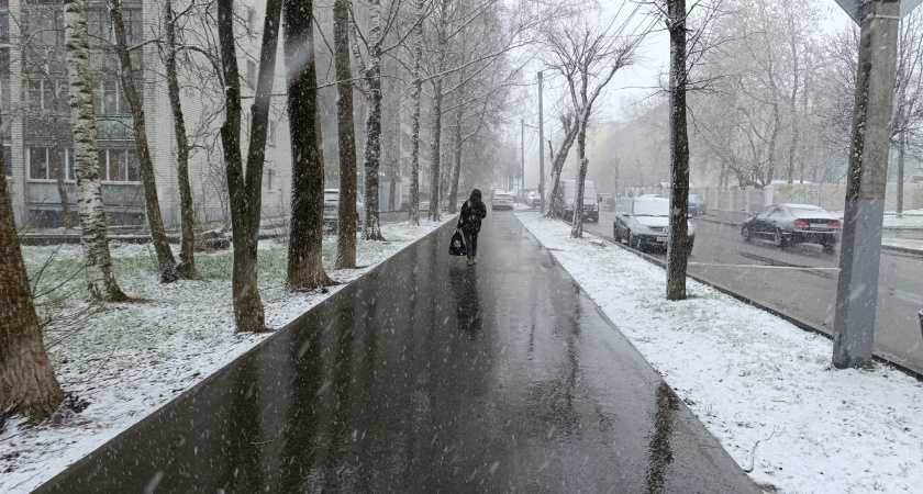 Что ждет наши огороды после майских снегопадов и заморозков: выживет ли урожай