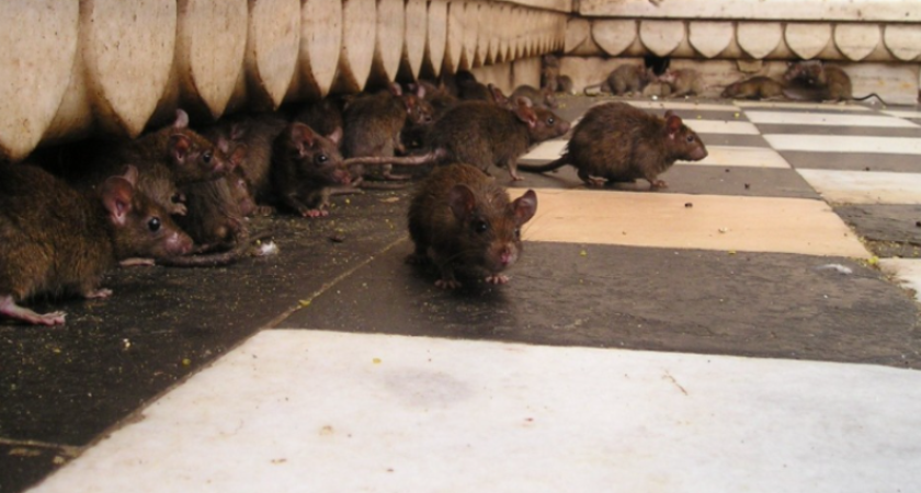 Больше 1500 объектов обработали от крыс в Костроме