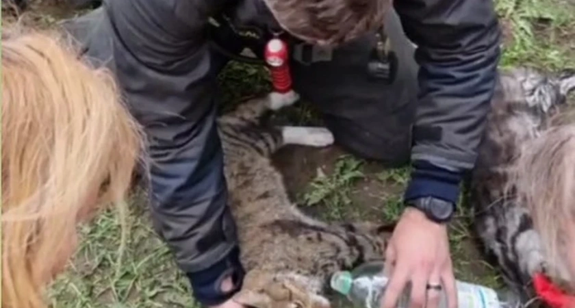 В Костроме из горящего дома огнеборцы спасли несколько кошек