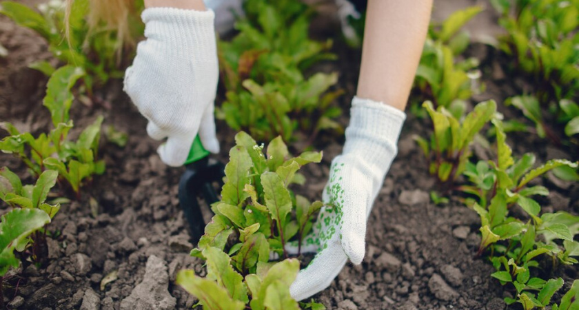 Что добавить в лунку при посадке томатов: есть 2 замечательные подкормки - рассада мгновенно принимается и трогается в рост